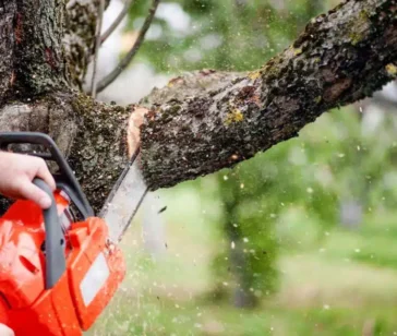 Tree-Removal-1024x640