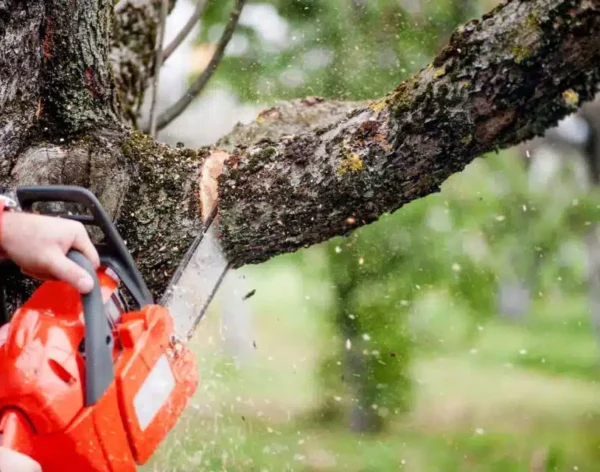 Tree-Removal-1024x640
